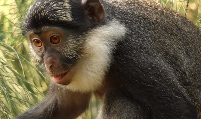 Espèces menacées: un danger pour la biodiversité.